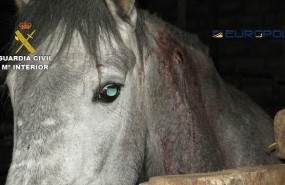 ep unolos caballos utilizadosla red internacional desmantelada