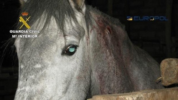 ep unolos caballos utilizadosla red internacional desmantelada