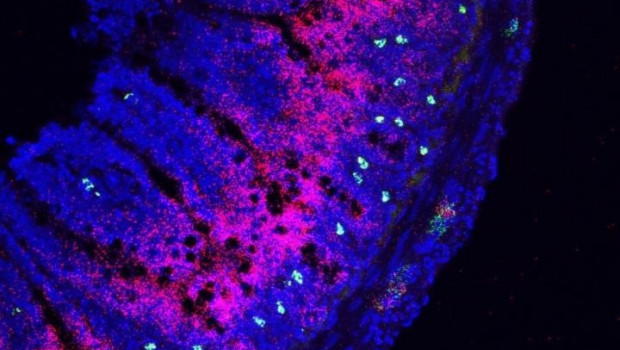 ep a lo largo del borde del intestino delgado las neuronas verdes aparecen muy cerca de la molecula
