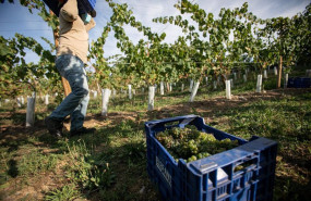 ep archivo   un trabajador de la bodega txabarri transporta uvas durante la vendimia para producir