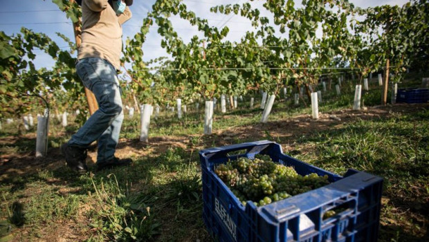 ep archivo   un trabajador de la bodega txabarri transporta uvas durante la vendimia para producir