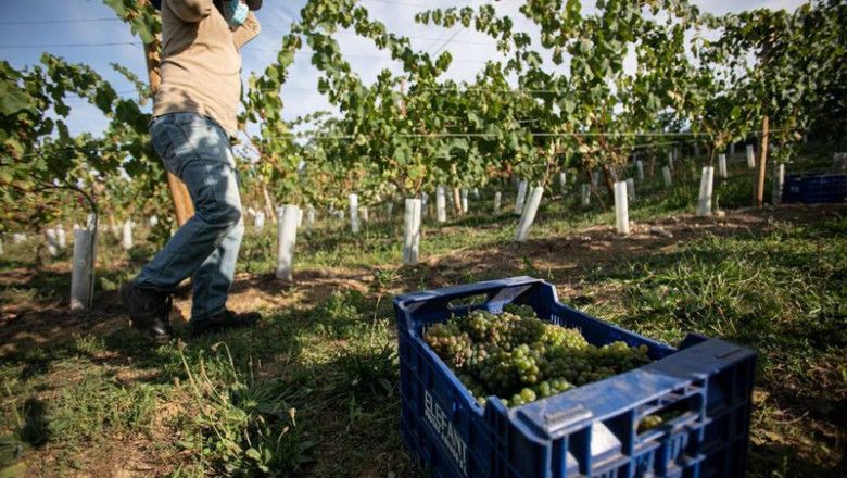 ep archivo un trabajador de la bodega txabarri transporta uvas durante la vendimia para producir ep archivo un trabajador de la bodega txabarri transporta uvas durante la vendimia para producir