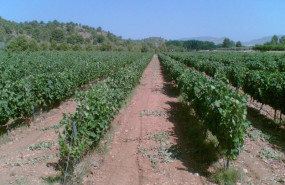ep archivo   vina vinedo uva agricultura campo