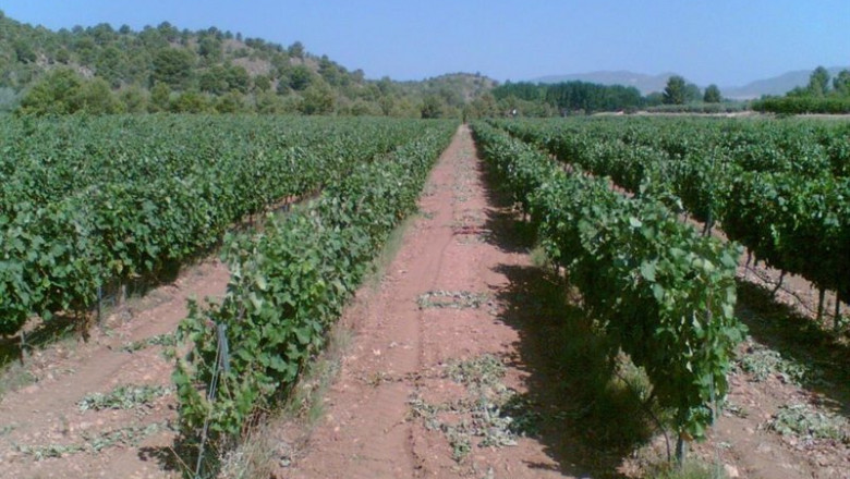 ep archivo vina vinedo uva agricultura campo ep archivo vina vinedo uva agricultura campo