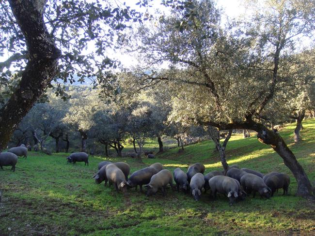 Cerdos alimentándose en una dehesa de Los Pedroches. | EUROPA PRESS/COOPERATIVAS AGRO-ALIMENTARIAS ep cerdosalimentanuna dehesalos pedroches