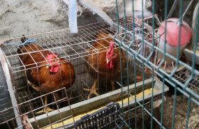 ep gallinas en gallineros ep gallinas en gallineros