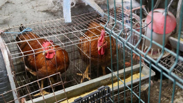 ep gallinas en gallineros ep gallinas en gallineros