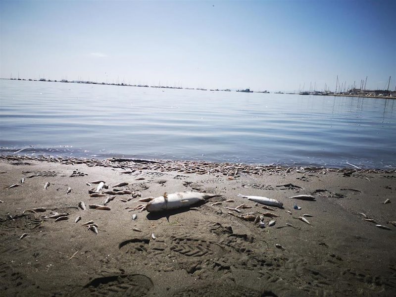 ep peces muertos en la orilla del mar menor ep peces muertos en la orilla del mar menor