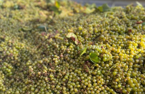 ep uvas 20250821172510