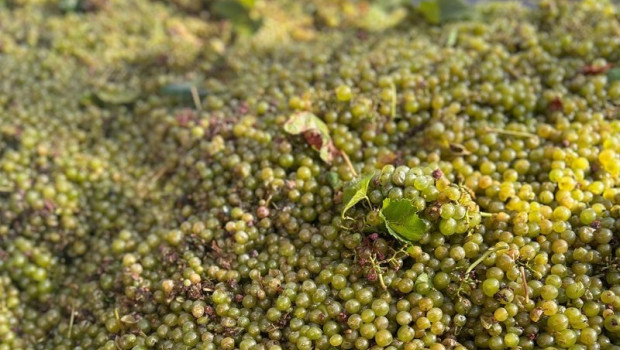 ep uvas 20250821172510