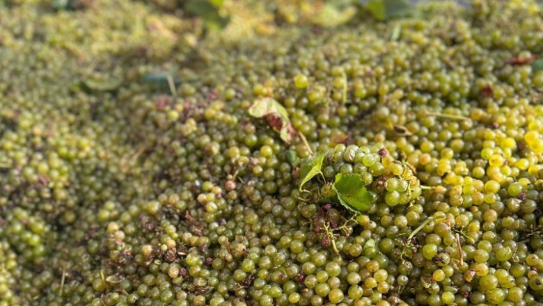 ep uvas 20250821172510