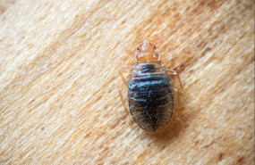 chinche de cama 20250415140216 chinche de cama 20250415140216