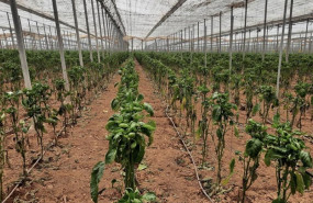 ep archivo   danos a causa del thrips parvispinus en pimiento cultivado en un invernadero de almeria