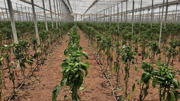 ep archivo   danos a causa del thrips parvispinus en pimiento cultivado en un invernadero de almeria