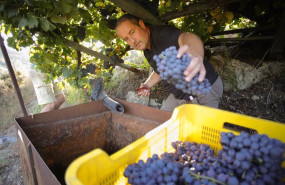 ep archivo   el cosechero estadounidense zak elfman recoge racimos de godello y garnacha a 9 de