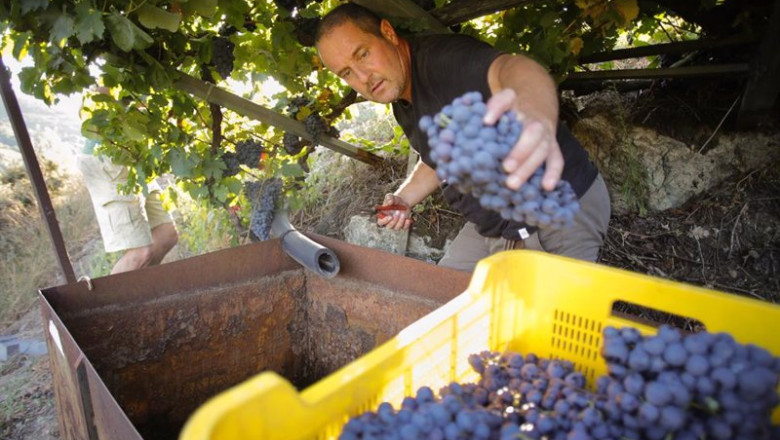ep archivo   el cosechero estadounidense zak elfman recoge racimos de godello y garnacha a 9 de