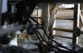 ep archivo   una vaca lechera de la raza bovina frisona mientras es ordenada en las instalaciones de