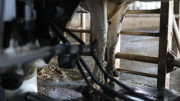 ep archivo   una vaca lechera de la raza bovina frisona mientras es ordenada en las instalaciones de