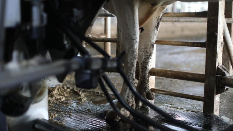 ep archivo una vaca lechera de la raza bovina frisona mientras es ordenada en las instalaciones de ep archivo una vaca lechera de la raza bovina frisona mientras es ordenada en las instalaciones de