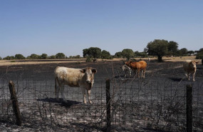 ep ganado tras el paso del incendio forestal en cerezal de puertas la ramajeria salamanca