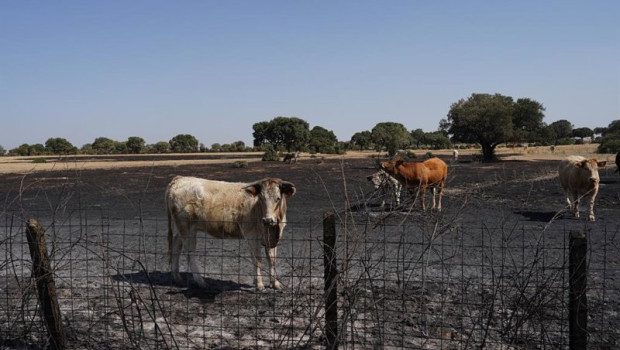ep ganado tras el paso del incendio forestal en cerezal de puertas la ramajeria salamanca