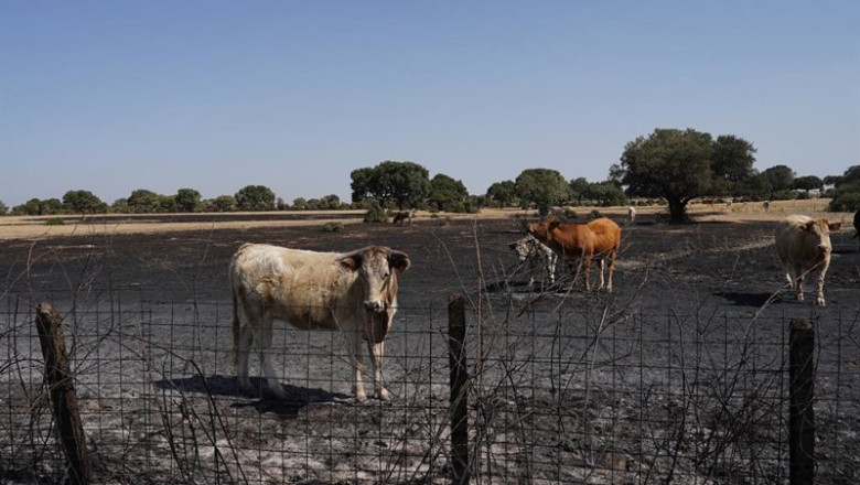 ep ganado tras el paso del incendio forestal en cerezal de puertas la ramajeria salamanca ep ganado tras el paso del incendio forestal en cerezal de puertas la ramajeria salamanca