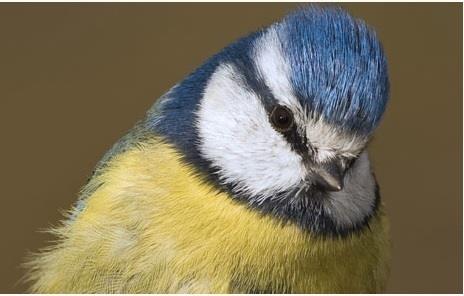 ep herrerillo comun cyanistes caerulus