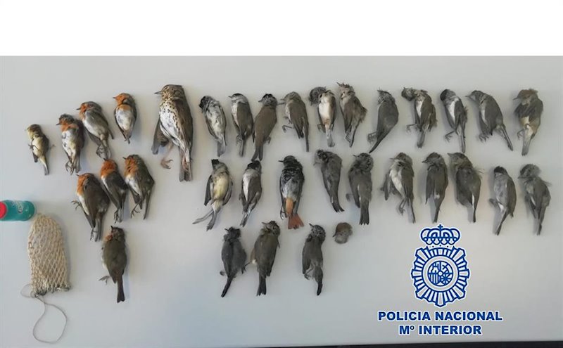 ep pajarillos en peligro de extincion intervenidas a un cazador en jaen ep pajarillos en peligro de extincion intervenidas a un cazador en jaen