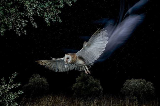 Reina de la noche, primer premio del X concurso Fotoaves de SEO/BirdLife | MARIO CEA SÁNCHEZ/ SEO/BIRDLIFE ep reinala noche primer premiox concurso fotoavesseobirdlife