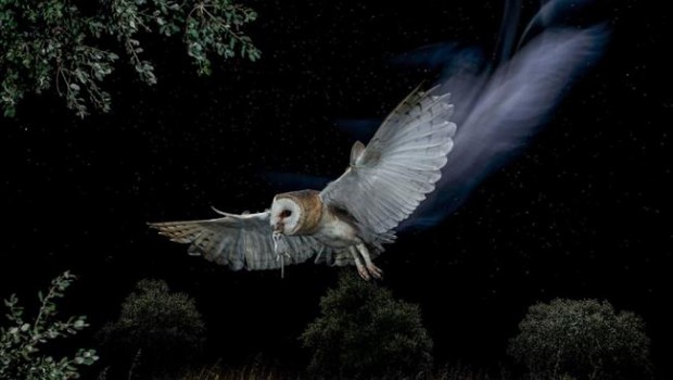 ep reinala noche primer premiox concurso fotoavesseobirdlife