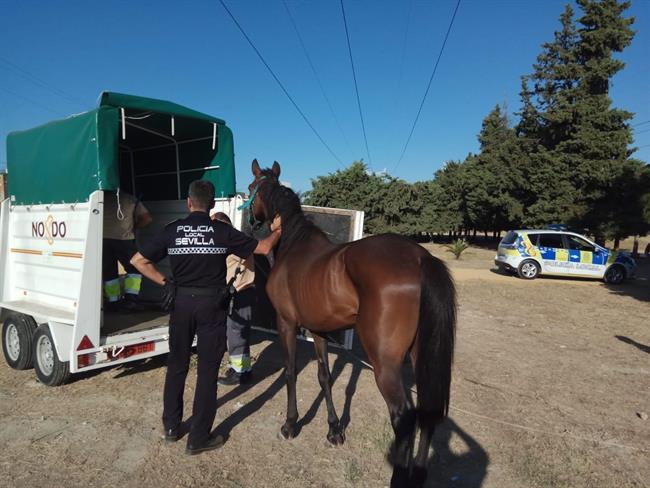 Rescatan a un caballo desnutrido e inician trámites para denunciar al dueño | AYUNTAMIENTO DE SEVILLA ep rescatanun caballo desnutrido e inician tramitesdenunciardueno