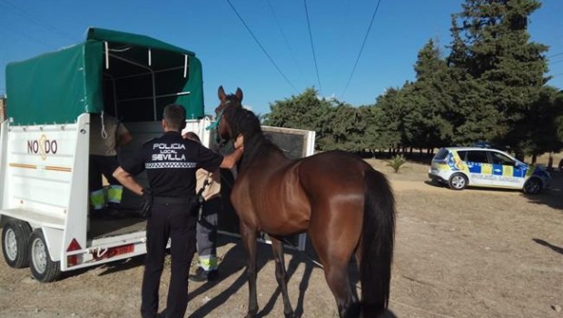 ep rescatanun caballo desnutrido e inician tramitesdenunciardueno