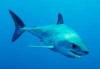 ep tiburon mako