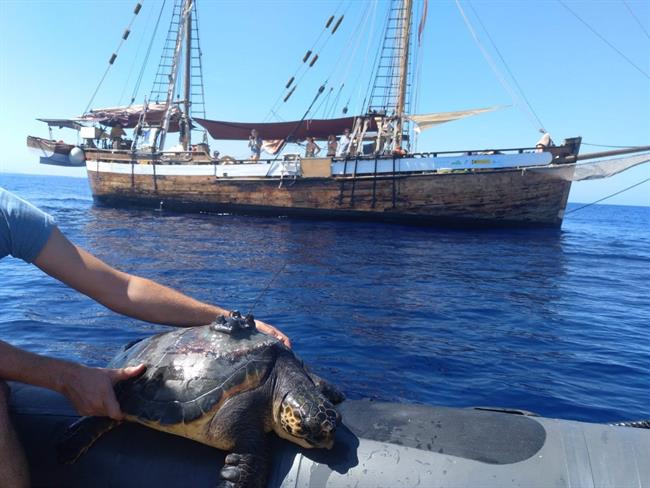 ep todosla mar- tortugas oceanografas