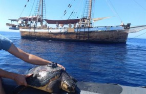 ep todosla mar- tortugas oceanografas