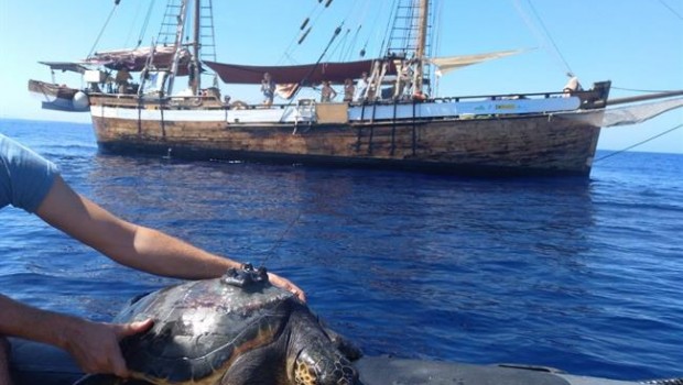 ep todosla mar- tortugas oceanografas