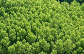 tree nature forest plant wood countryside 595567 pxherecom 1