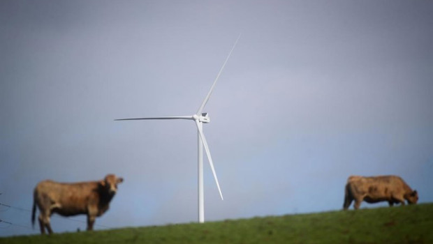 ep archivo   dos vacas en el parque eolico de mondego a 19 de febrero de 2026 entre ribadeo y
