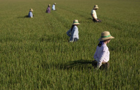 ep archivo   un grupo de jornaleros durante su labor escardar arroz en un arrozal en isla mayor a 26