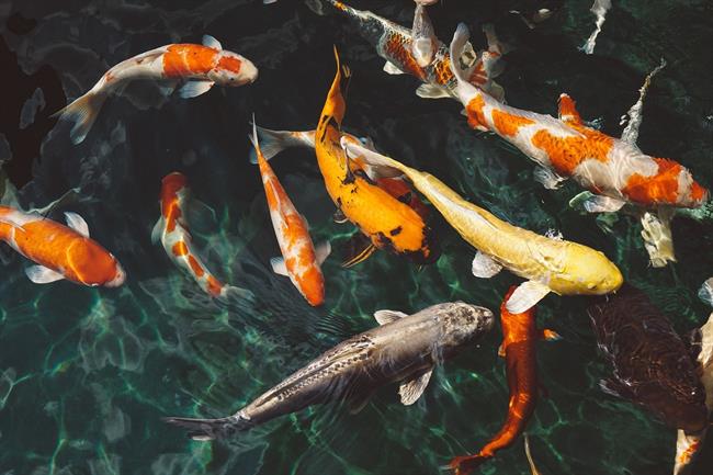 ep peces