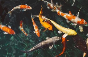 ep peces