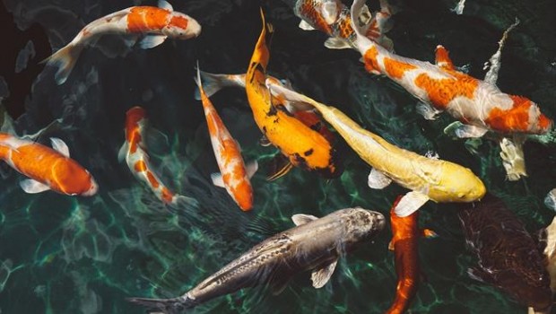 ep peces