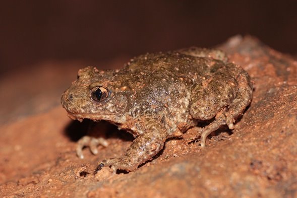 ep sapo partero nueva especie de anficio descubierta