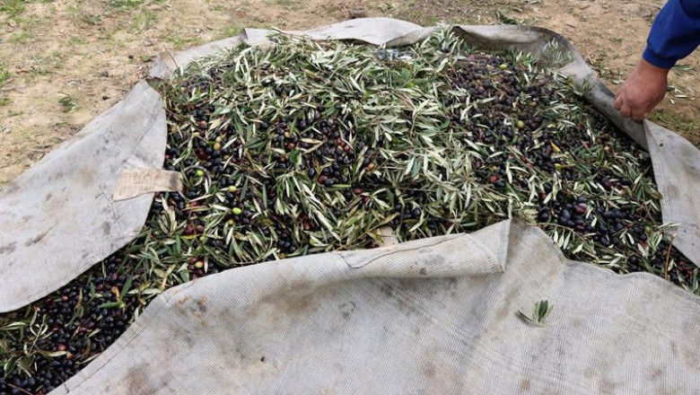 ep upa celebra la nueva norma de comercializacion del aceite de oliva y estima que este ano se