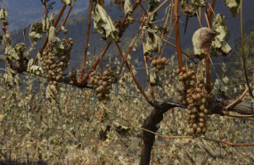 ep vina afectado por el fuego en las laderas de cernego en villamartin de valdeorras