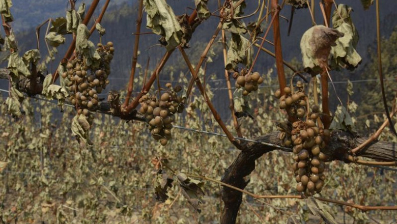 ep vina afectado por el fuego en las laderas de cernego en villamartin de valdeorras ep vina afectado por el fuego en las laderas de cernego en villamartin de valdeorras