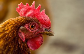 chicken chicken