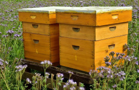 beehive 3703434 960 720