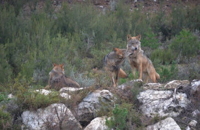 ep archivo   ejemplares de lobo iberico