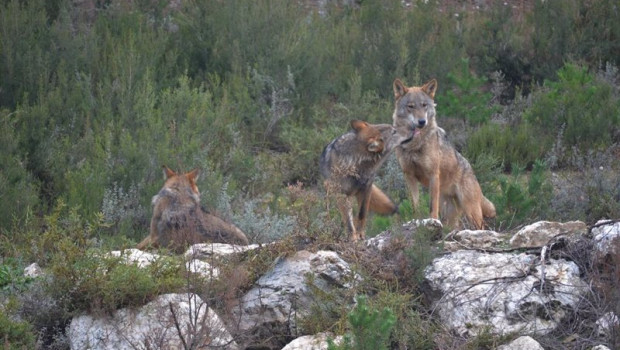 ep archivo   ejemplares de lobo iberico